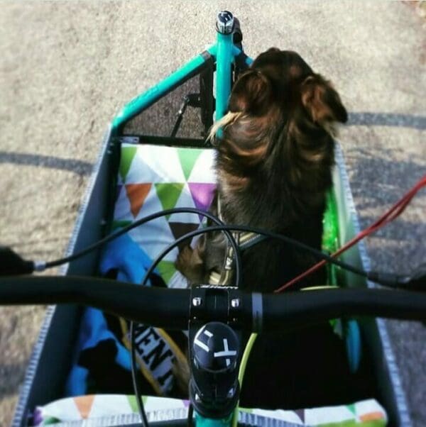 cycling with dogs bronte cargo bike dogs cani viaggiare travelling