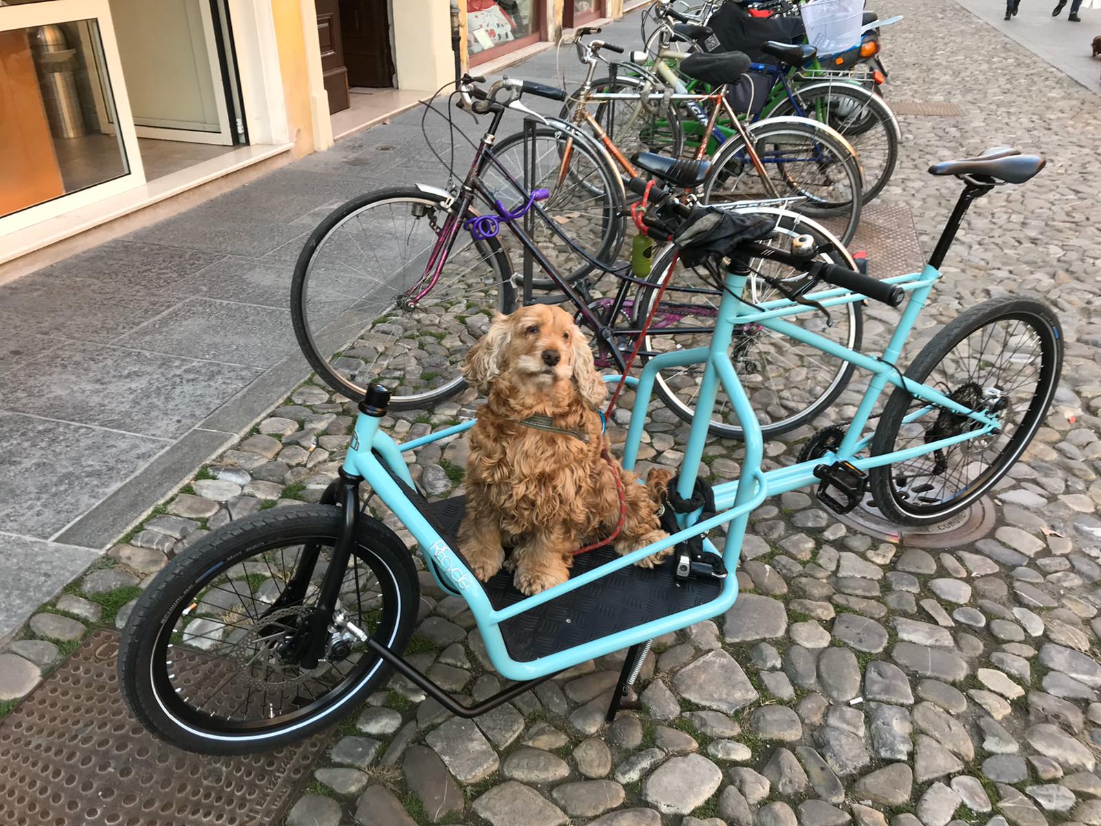 Dog cycling cargo bike with dogs Officine Recycle